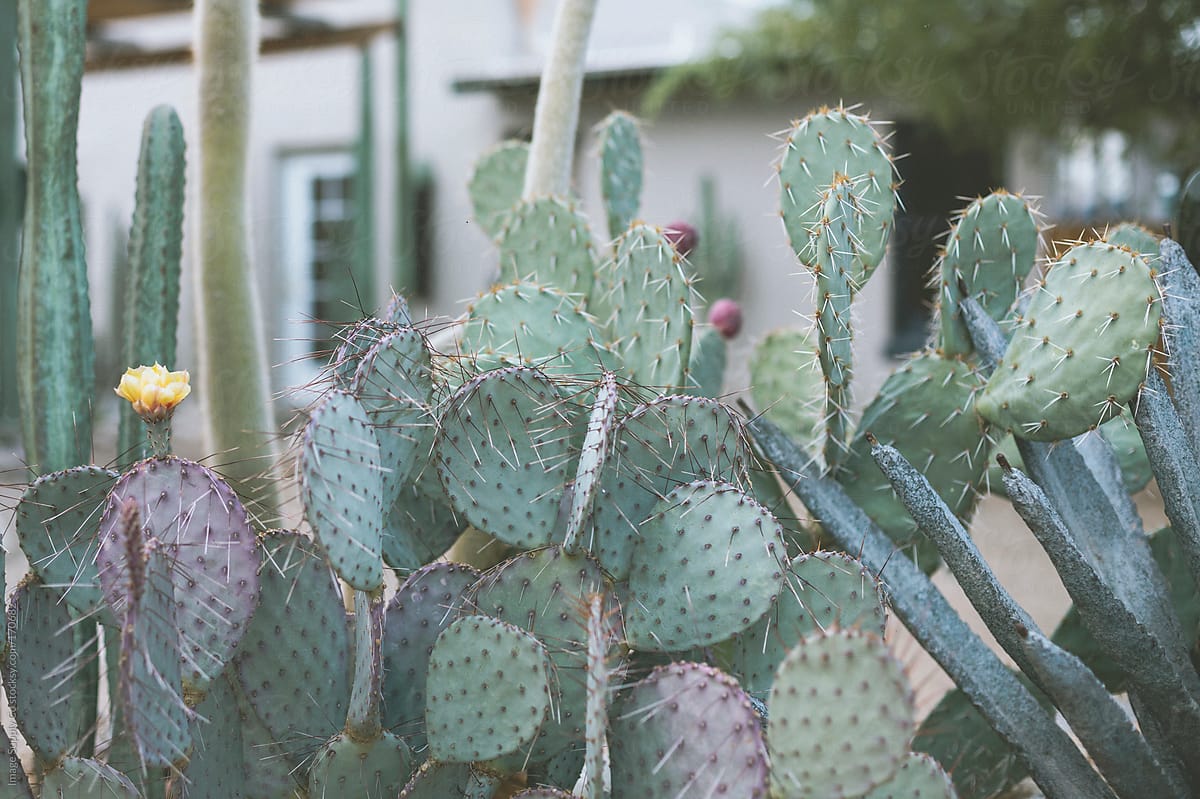 Prickly Pear cactus plant