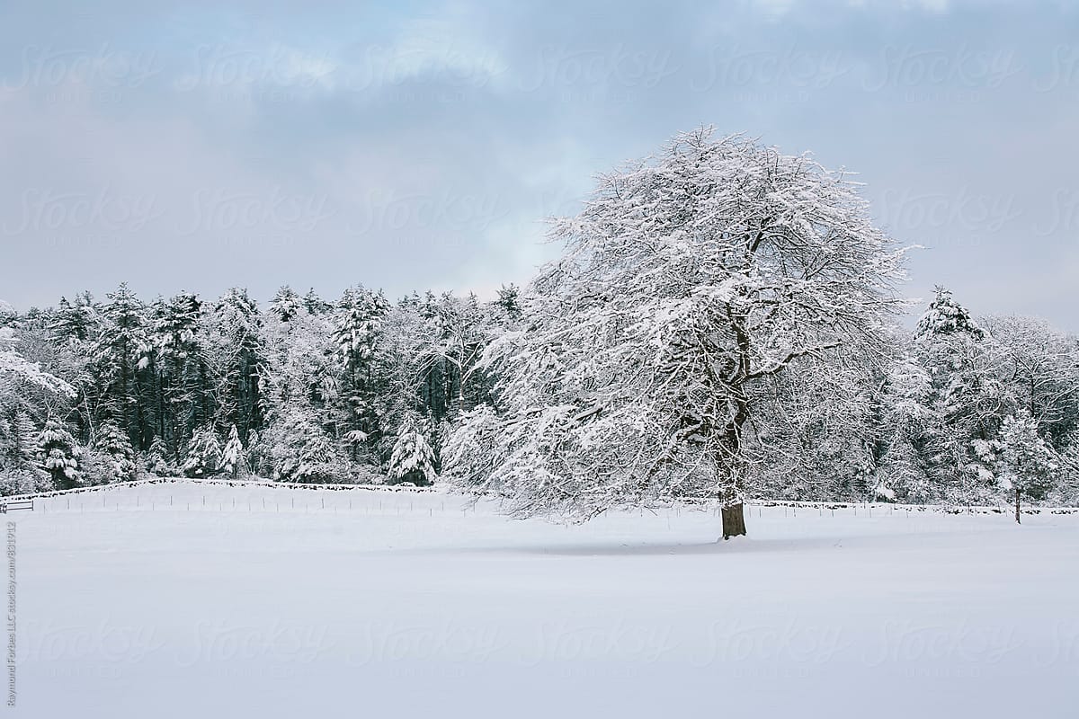 Lone Tree after snow storm in Winter Landscape