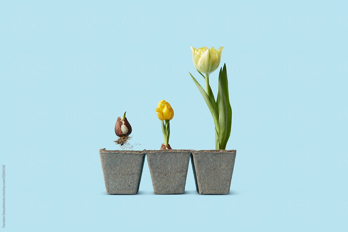 Bulb seedling, young flower and full grown tulip.