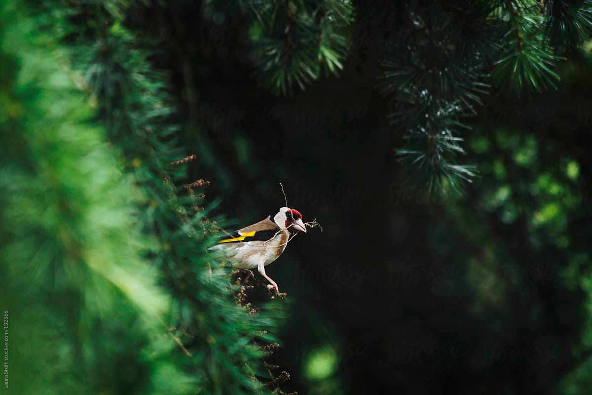 European Goldfinch on evergreen branch