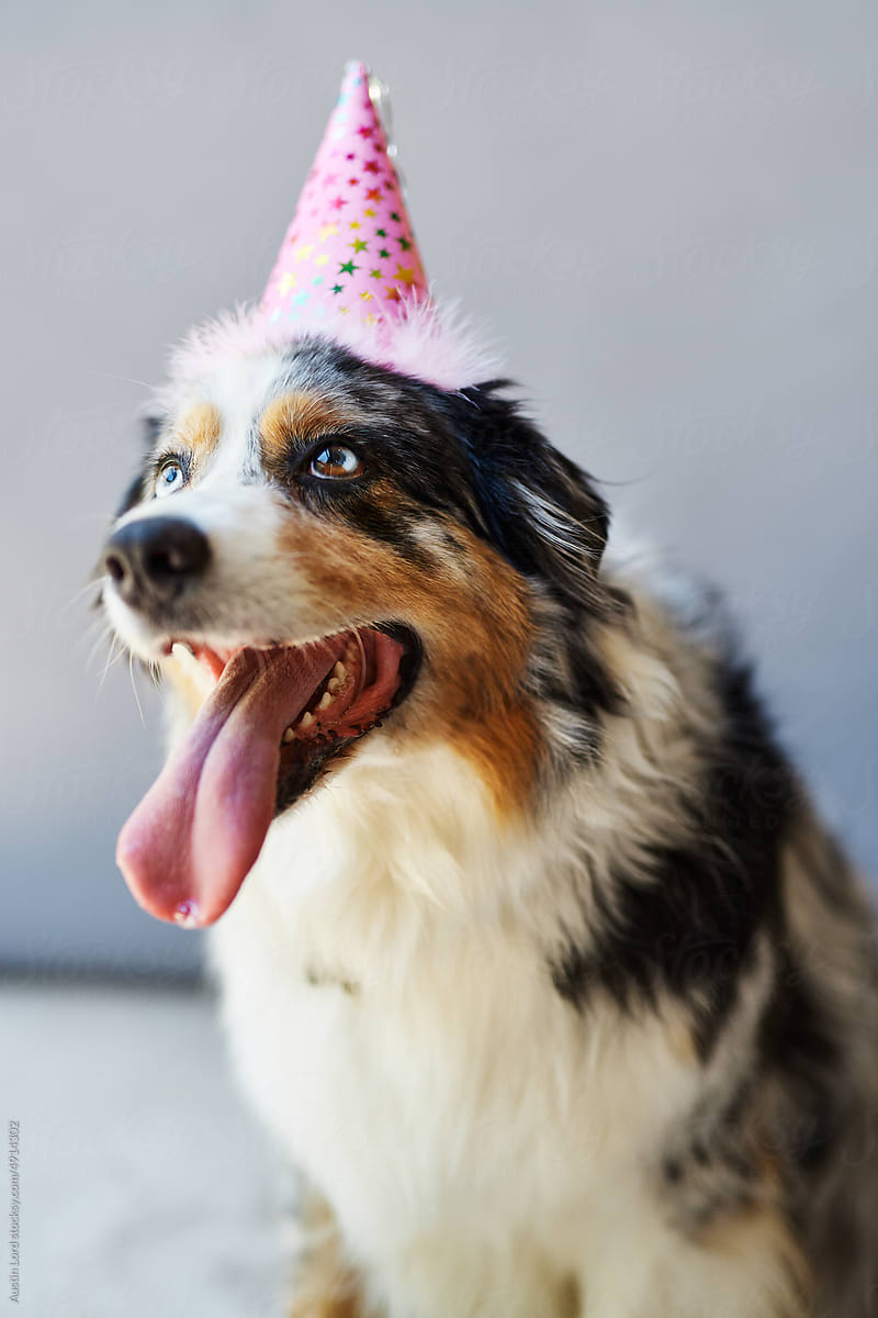 Australian Shepherd in a birthday party hat