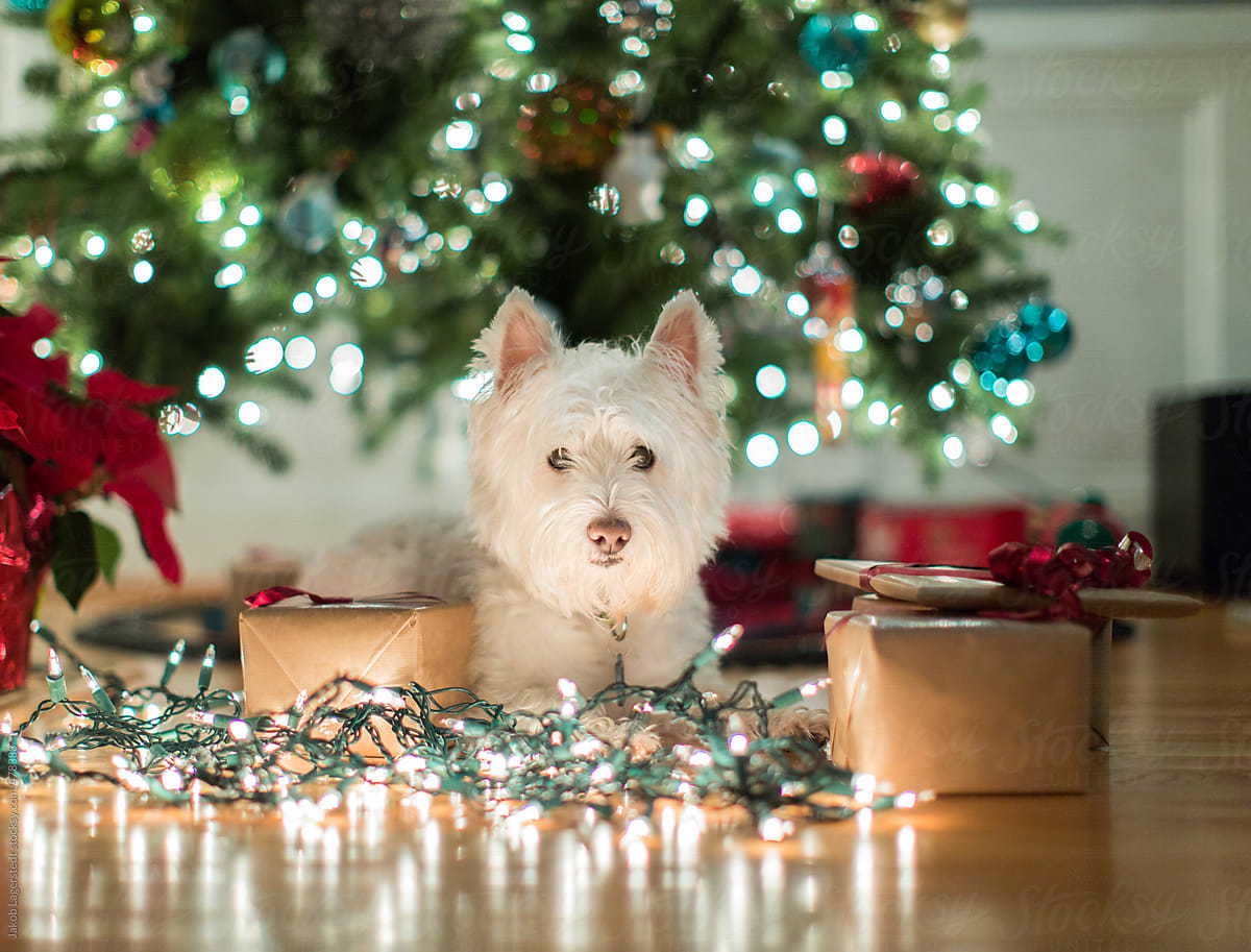 Cute dog laying among christmas lights and gifts