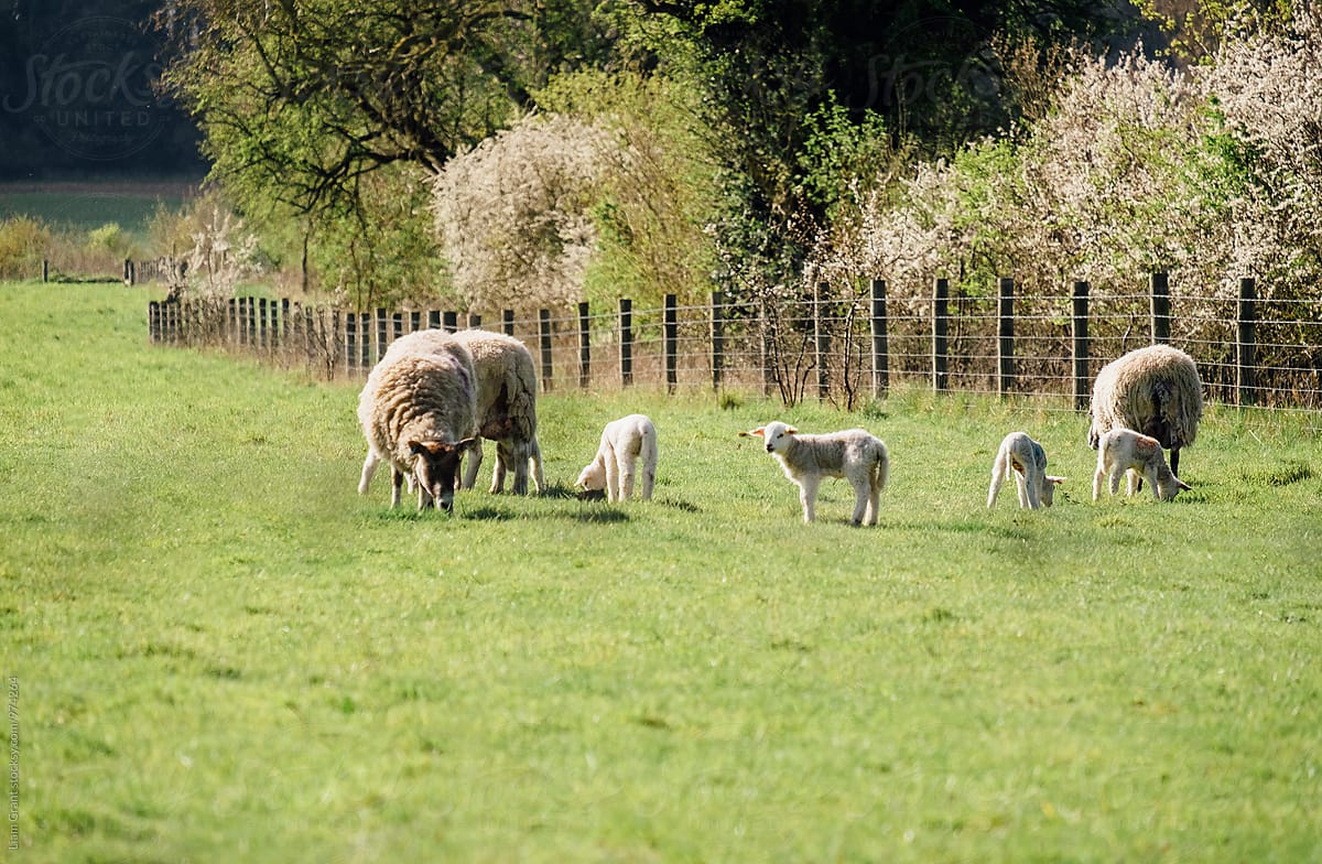 Newborn lambs and sheep in a field in spring. Norfolk, UK.