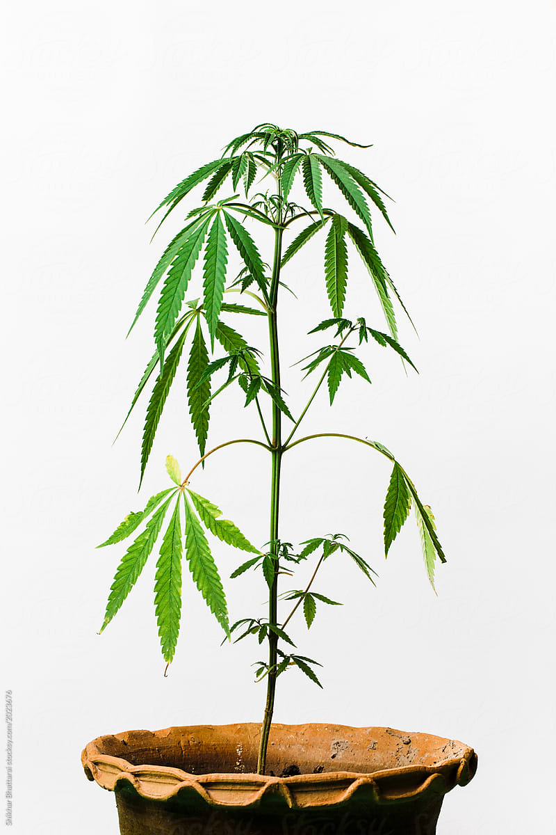 Marijuana Plant In A Pot By Shikhar Bhattarai