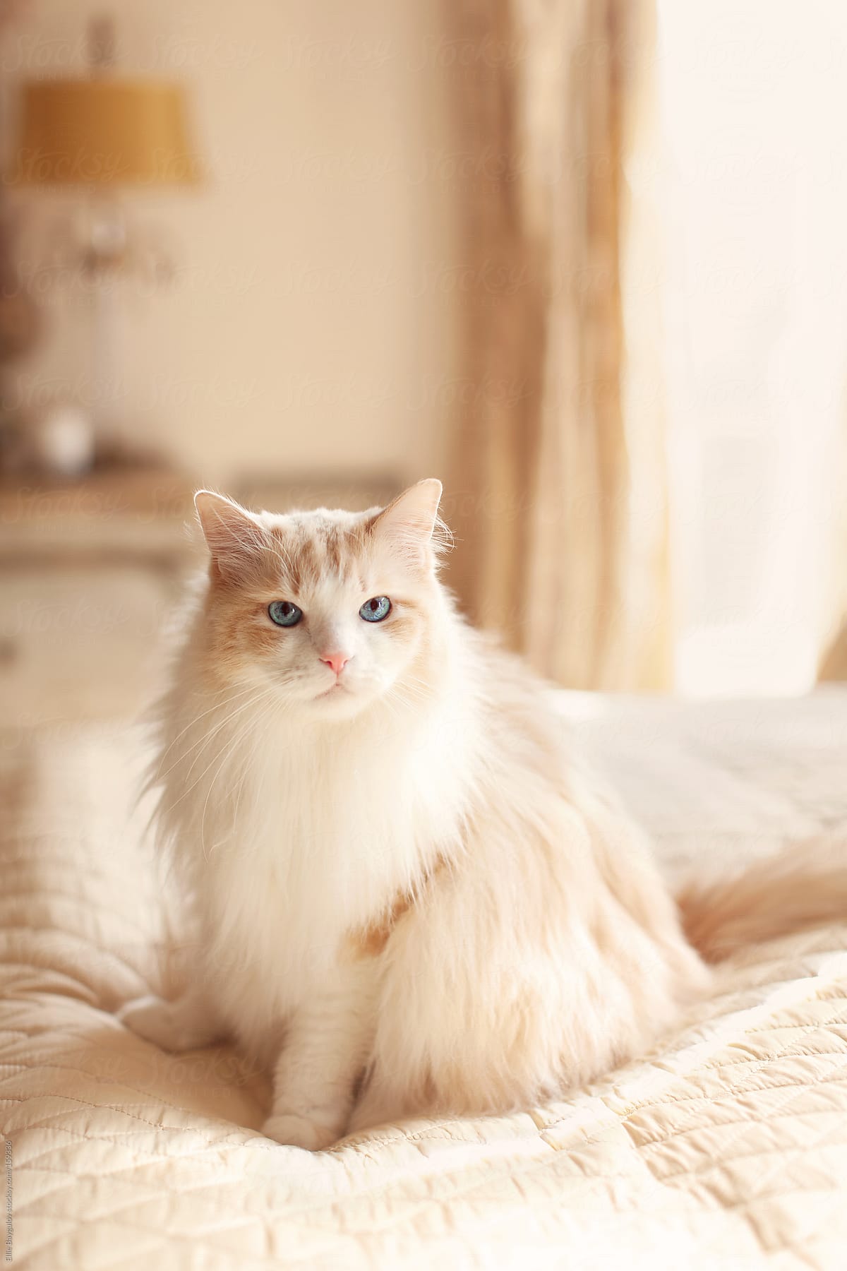 Fluffy Big Cat Sitting On A Bed by Ellie Baygulov