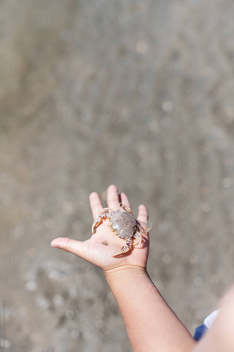 Child holding sea crab