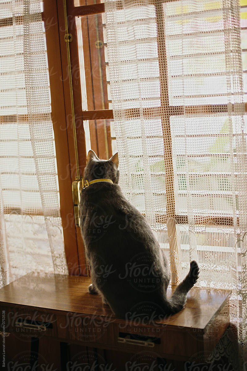 Gray cat in the window.