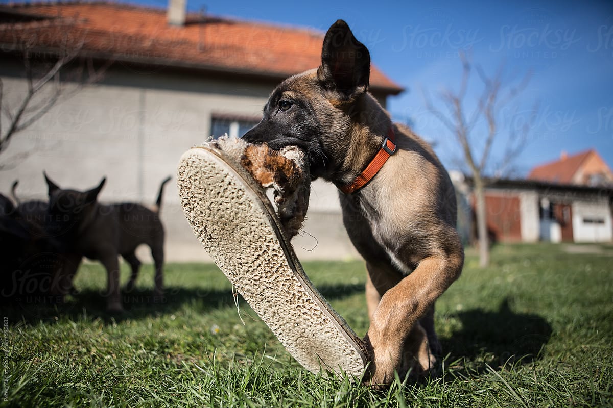 Young belgian malinois puppy
