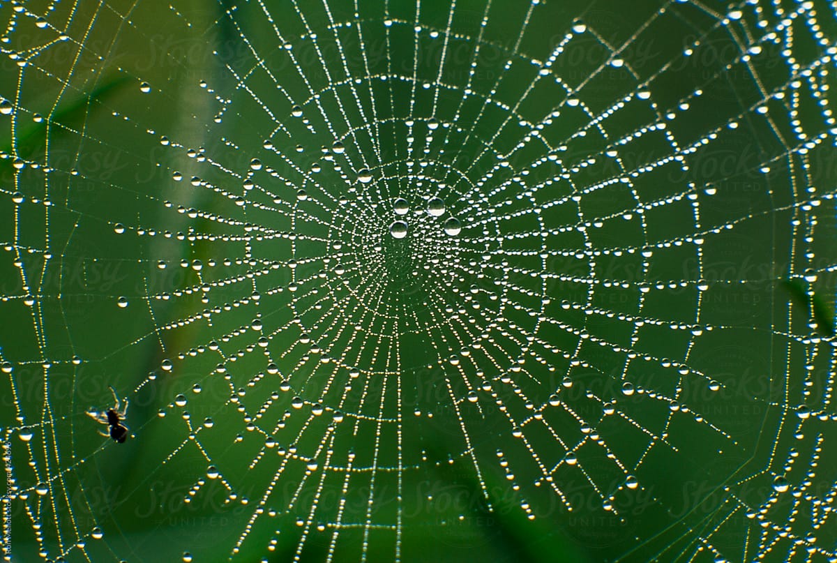 Closeup macro delicate intricate ephemeral patterns of an orb weaving arachnid spider