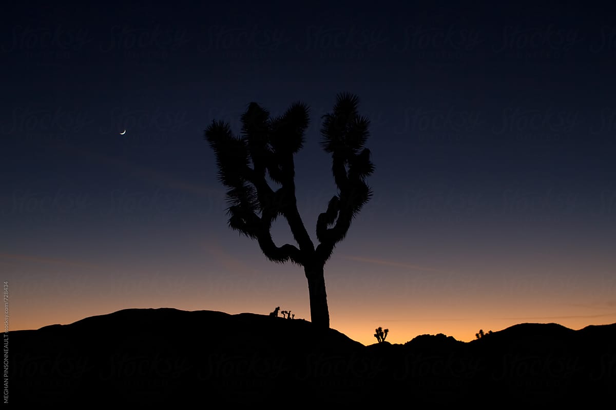 Dreamy Sunset with Joshua Tree and Moon Rising