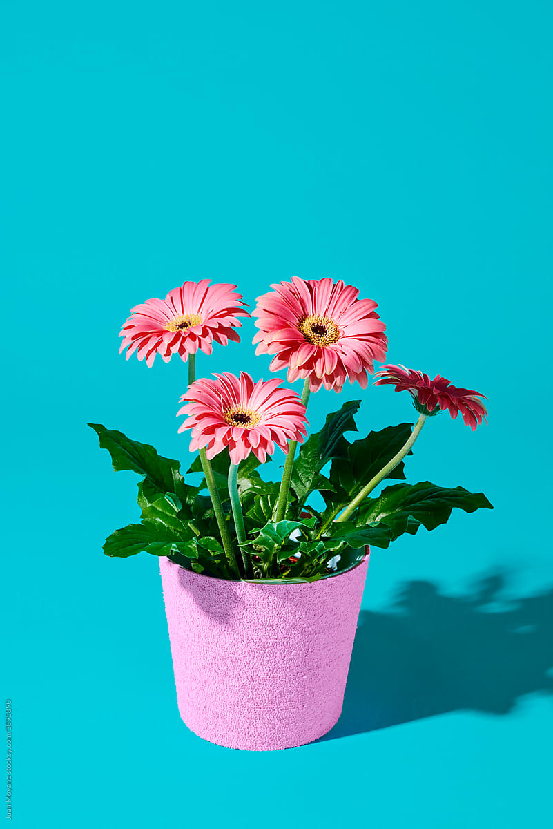 gerbera plant with pink flowers in a pink plant pot