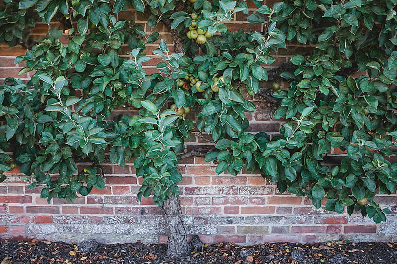Apple tree grown espalier against a garden wall.