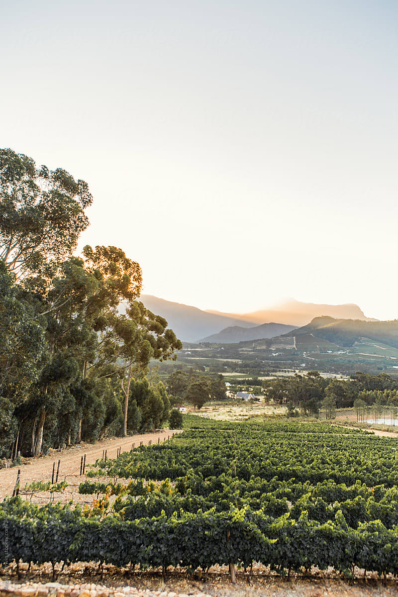 Vineyard in Franschhoek, South Africa