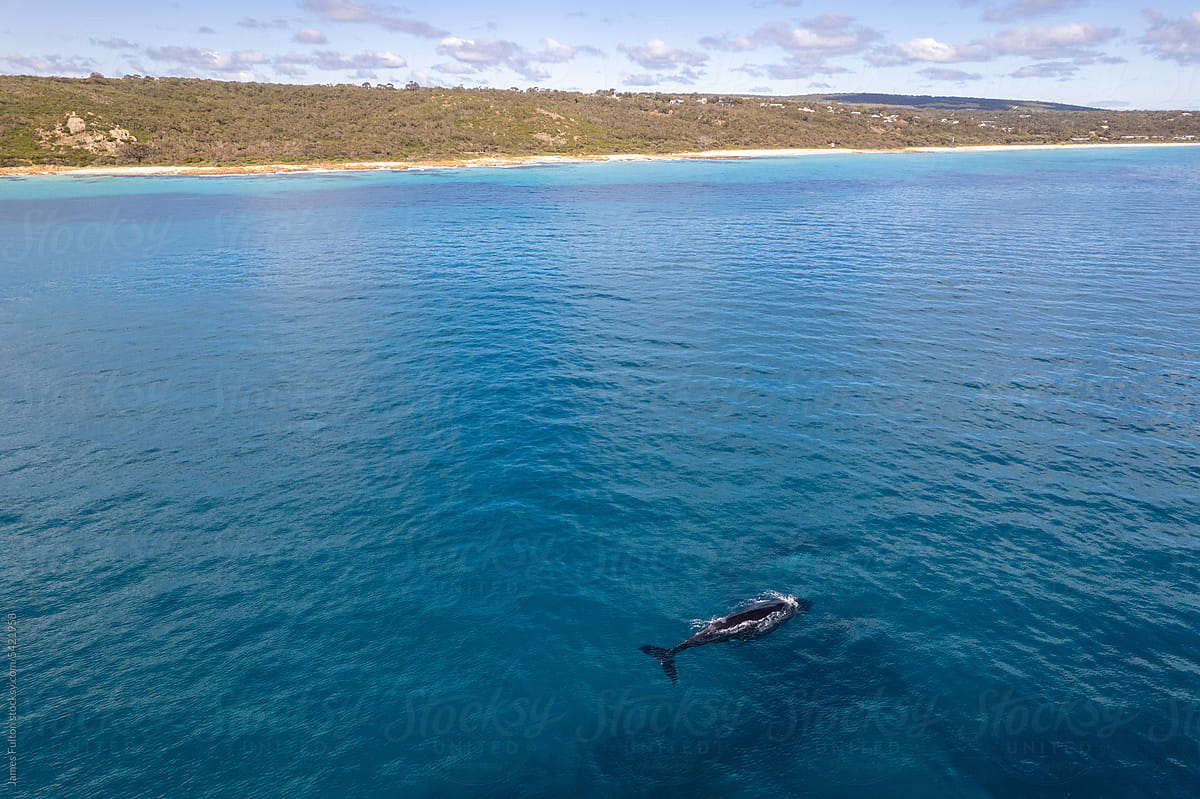 An aerial view of a humpback whale close to shore