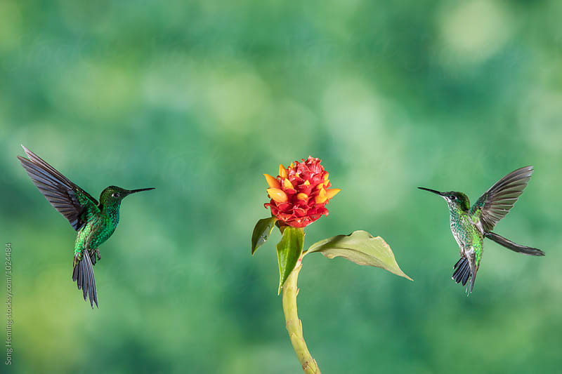 Two hummingbird fly to the flower to eat nectar