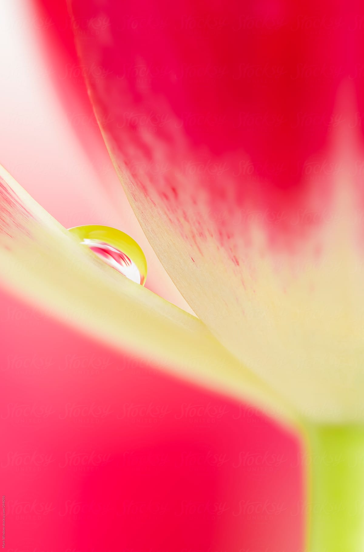 Tulip and Waterdrop