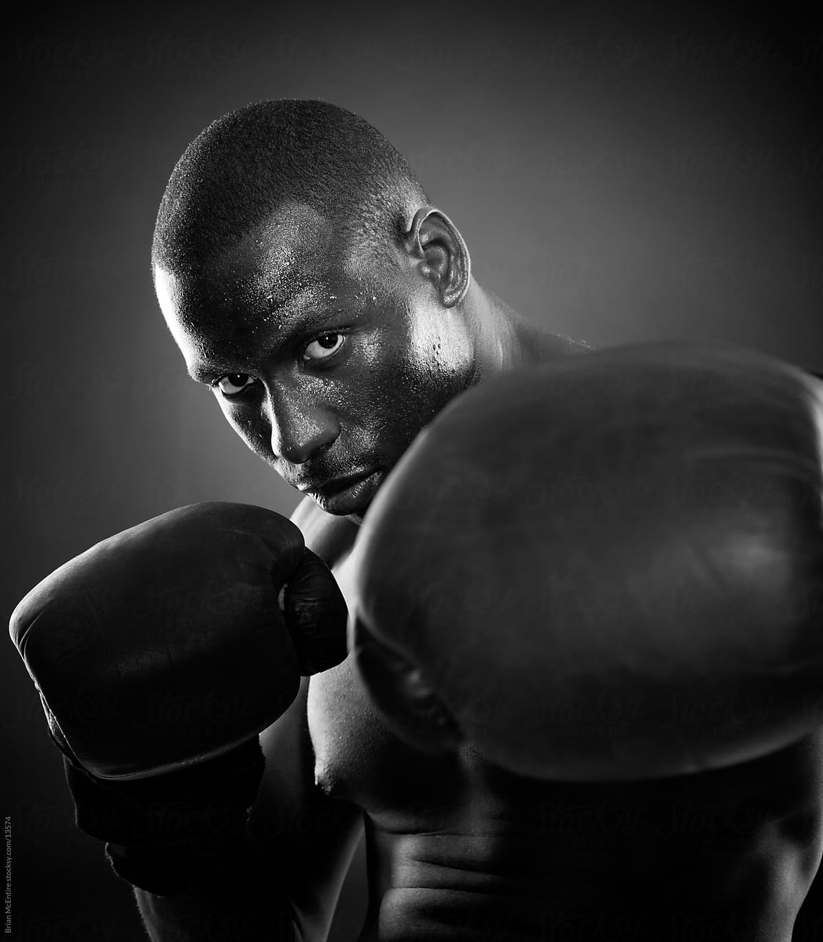 Champion Boxer Portrait
