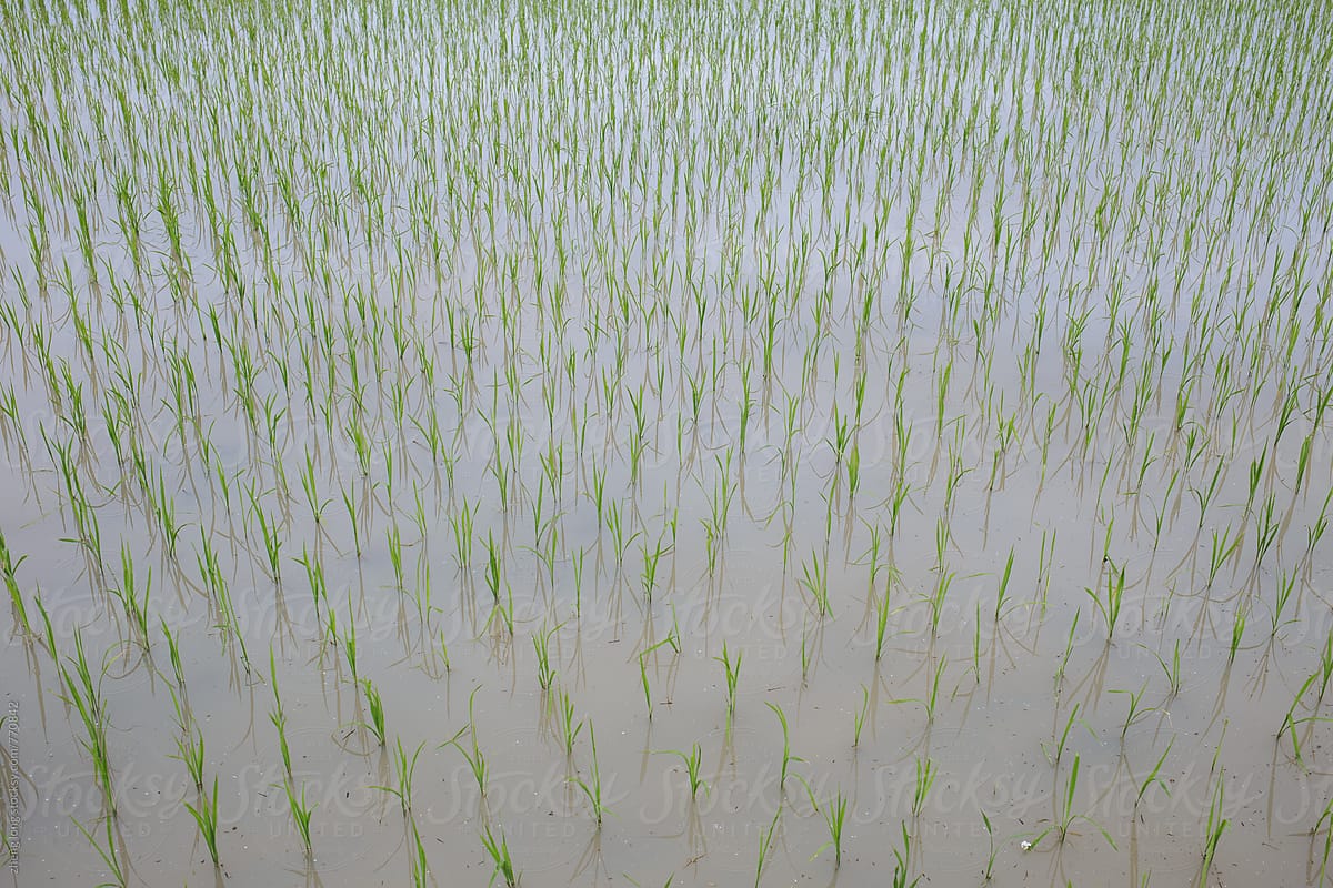 rice field in China