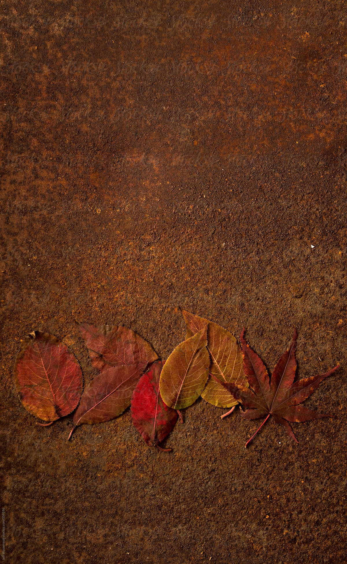 Autumn Leaves Arranged on Rusted Metal