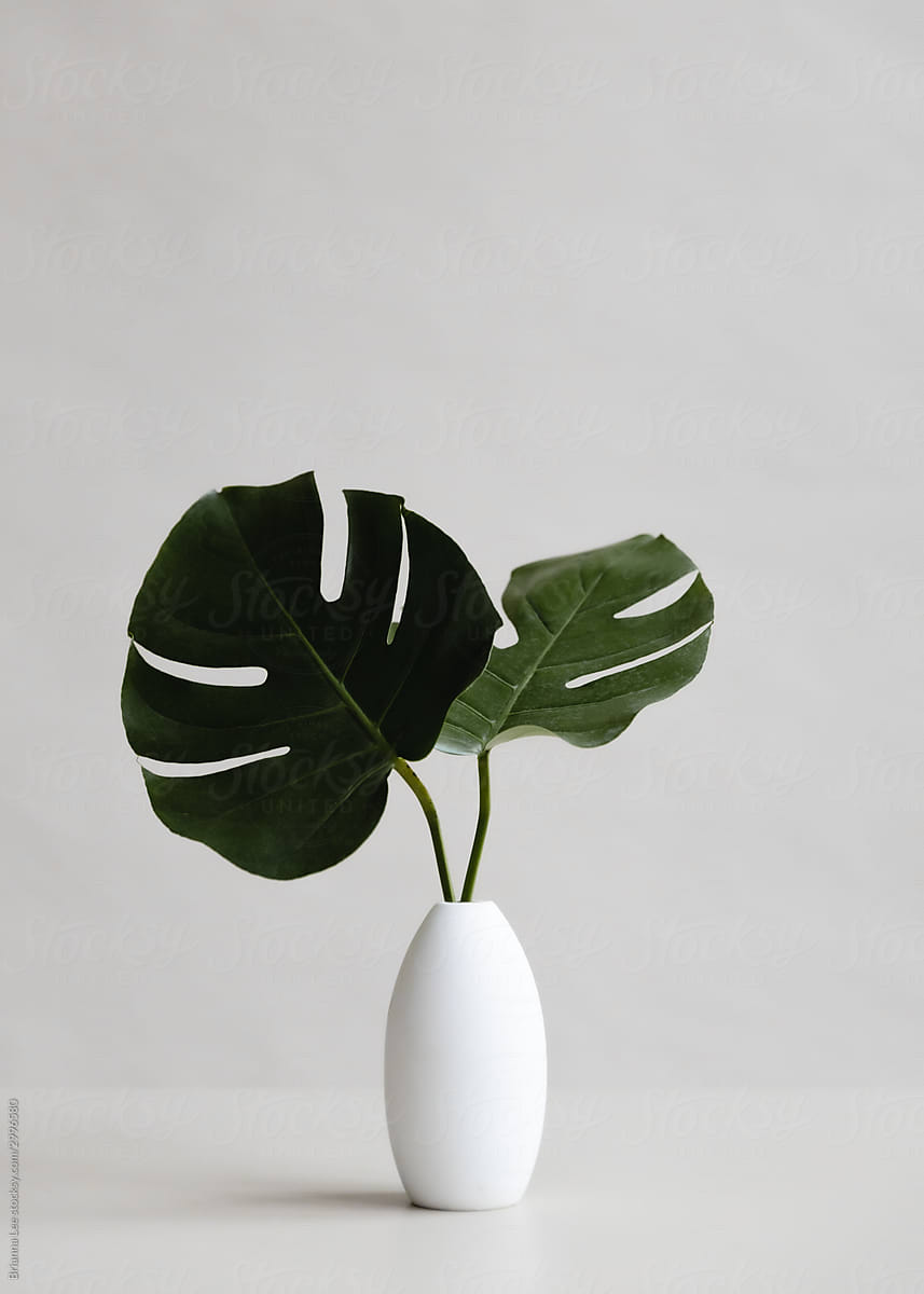 Monstera Plant in White Vase on Desk