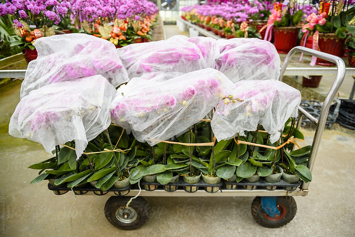 Moth orchid in bulk covered by polybag on cart