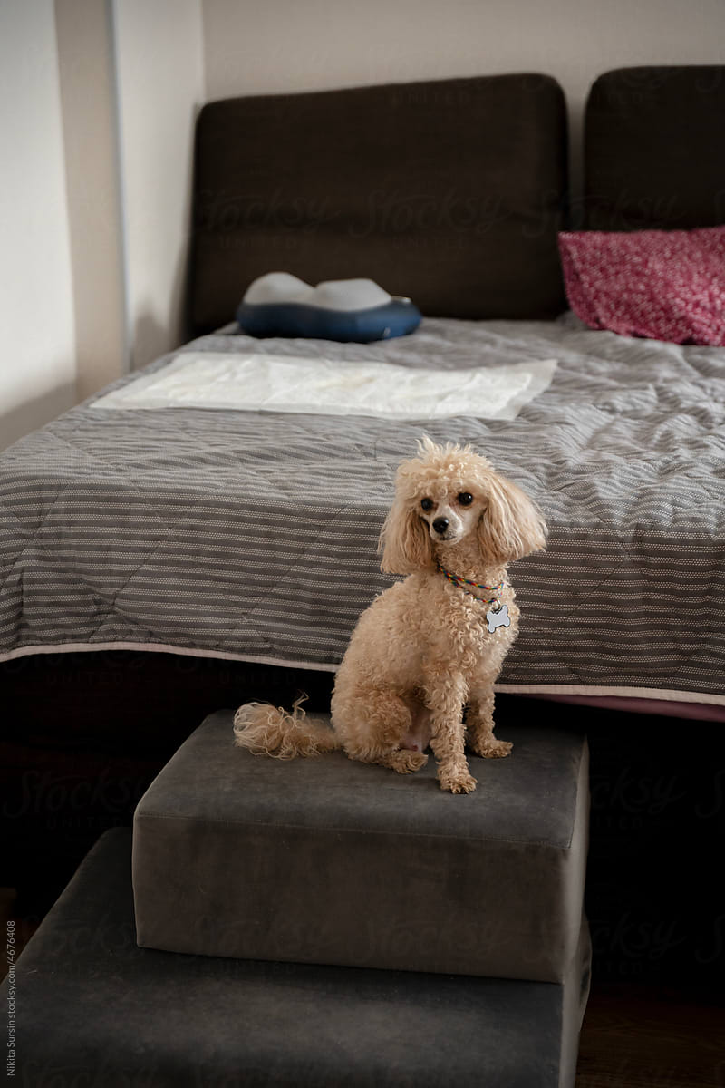 poodle sitting on pouf bench in apartment
