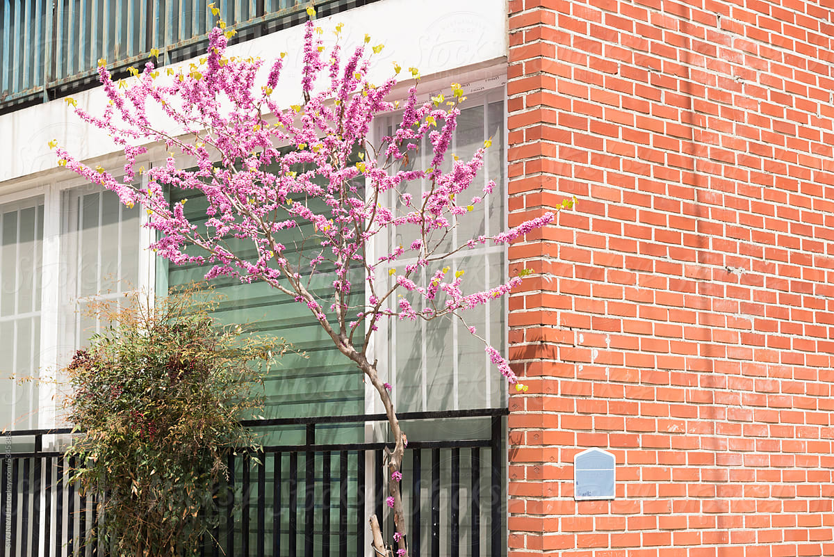 Pink tree in front of the building