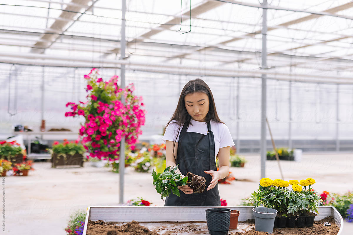 Focused woman in apron planting plant near table