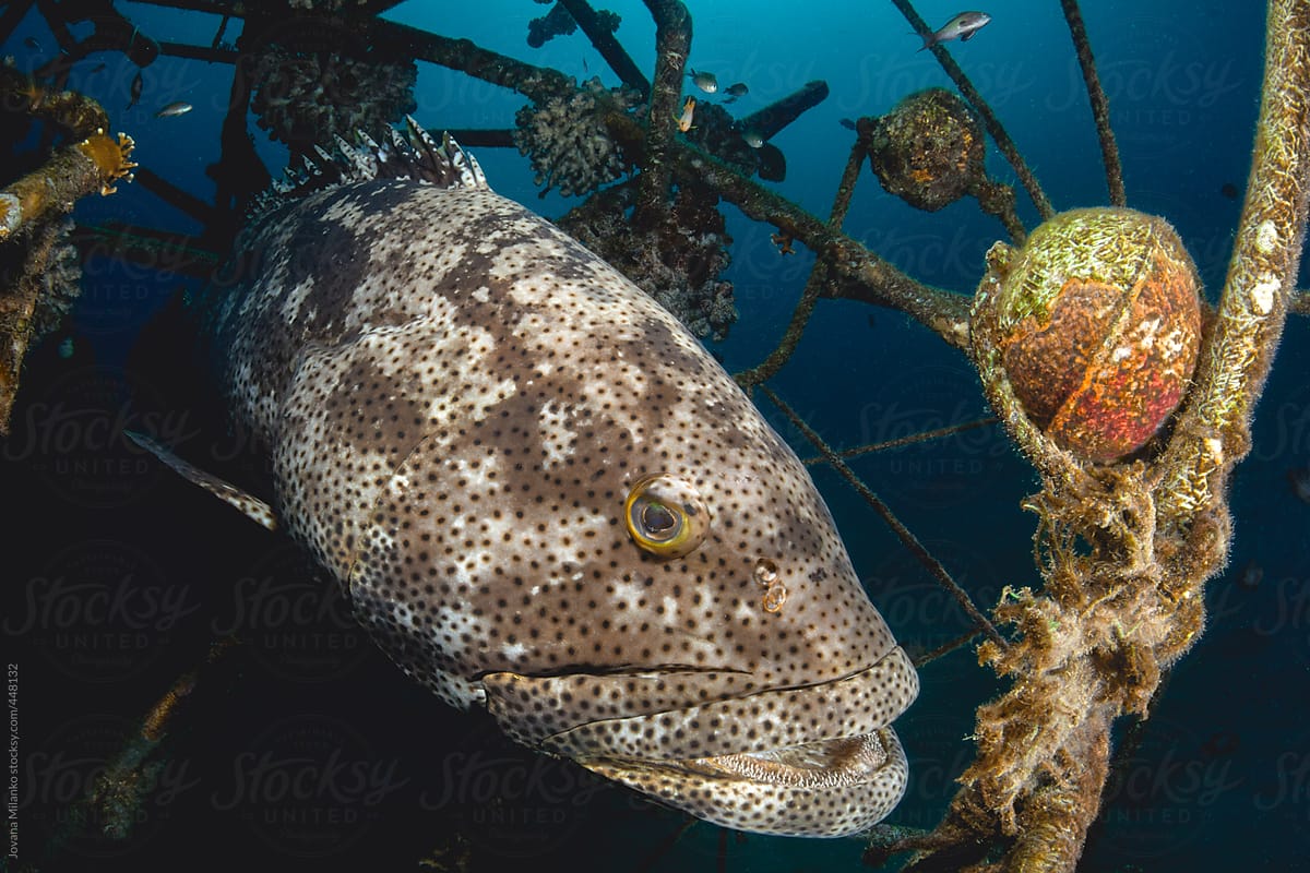 Big malabar grouper resting in artificial reef underwater