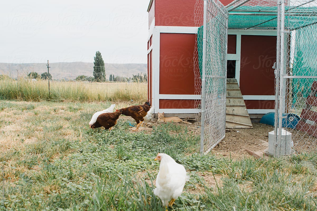 chickens roam free outside chicken coop while cat watches