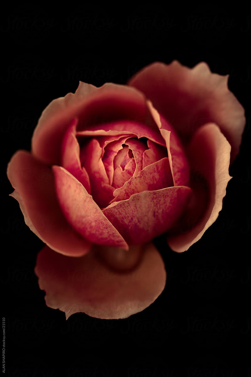A dusty pink rose