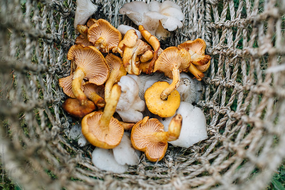 basket with wild chanterelle and oyster mushrooms