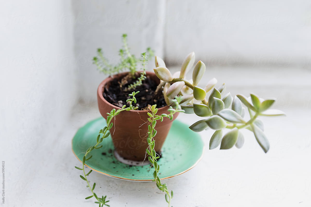 Eclectic pot plant growing succulents