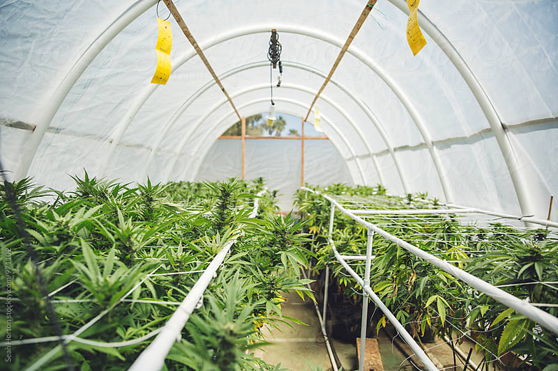 Outdoor Medical Marijuana Greenhouse
