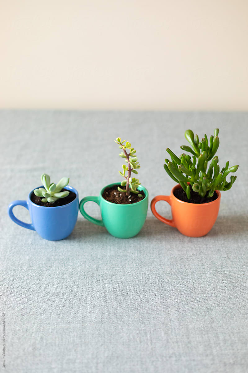 freshly planted succulents in mugs