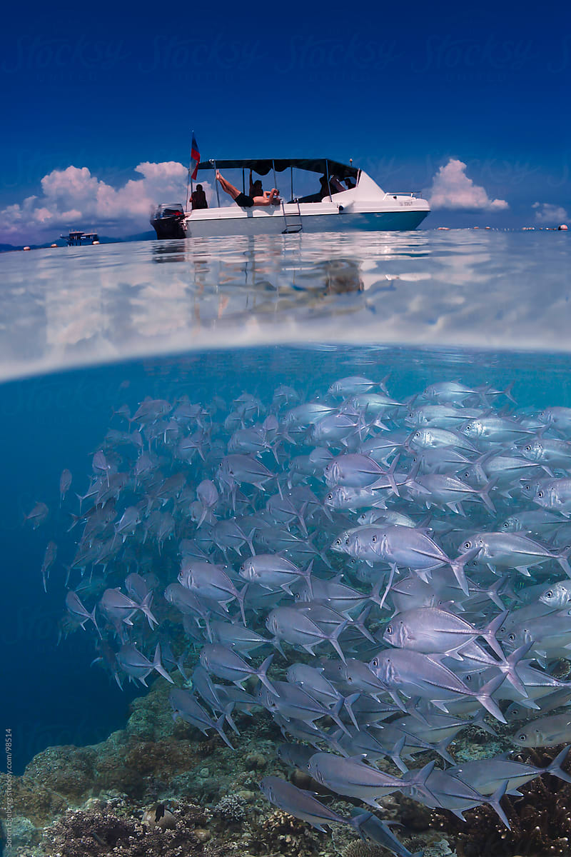 School of fish swimming in blue water under scuba diving boat on ocean surface