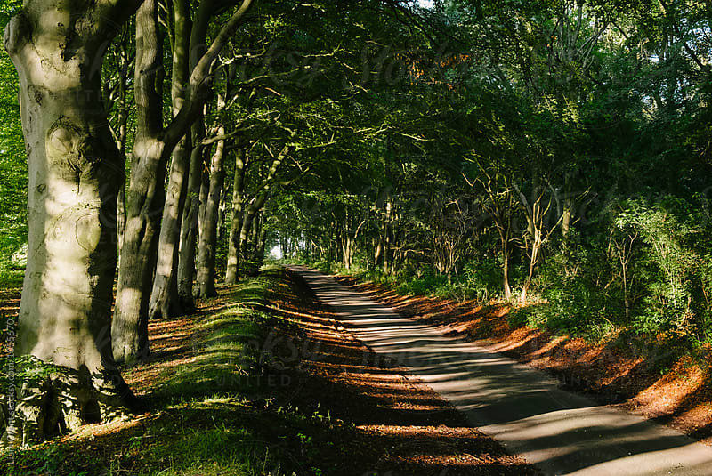 Row of Beech trees lining a remote country road at sunset. Norfolk, UK.