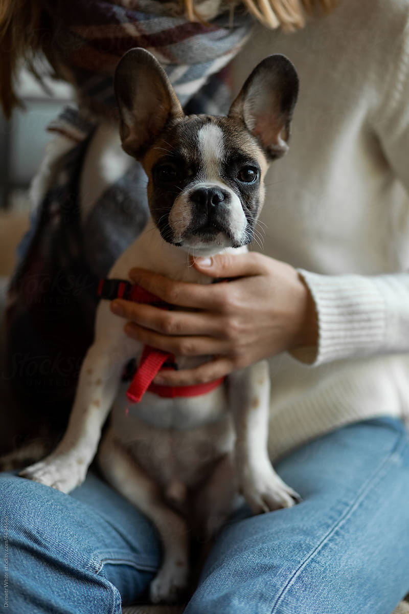 French bulldog with red leash