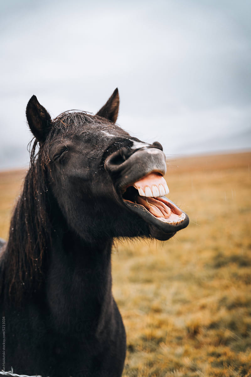 Wet Horse With Open Mouth Yawning