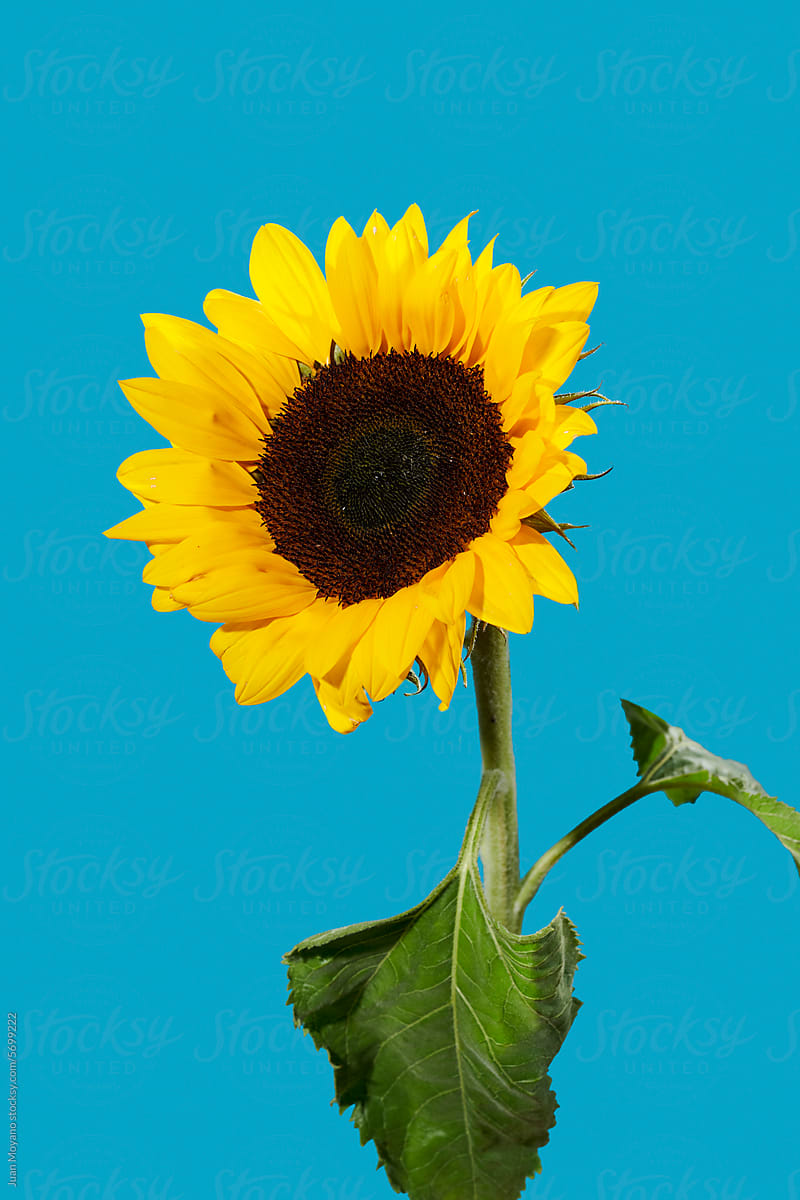 sunflower against a blue background