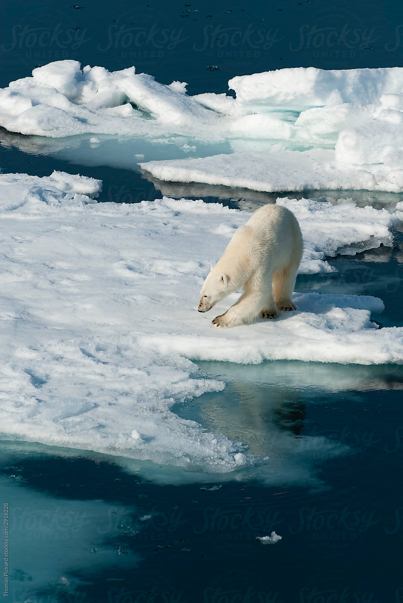 Lone polar bear on sea ice.
