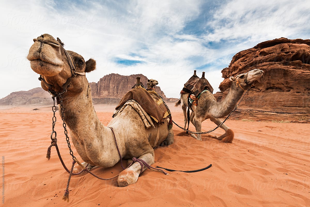 Desert camels in the Wadi Rum desert, Jordan