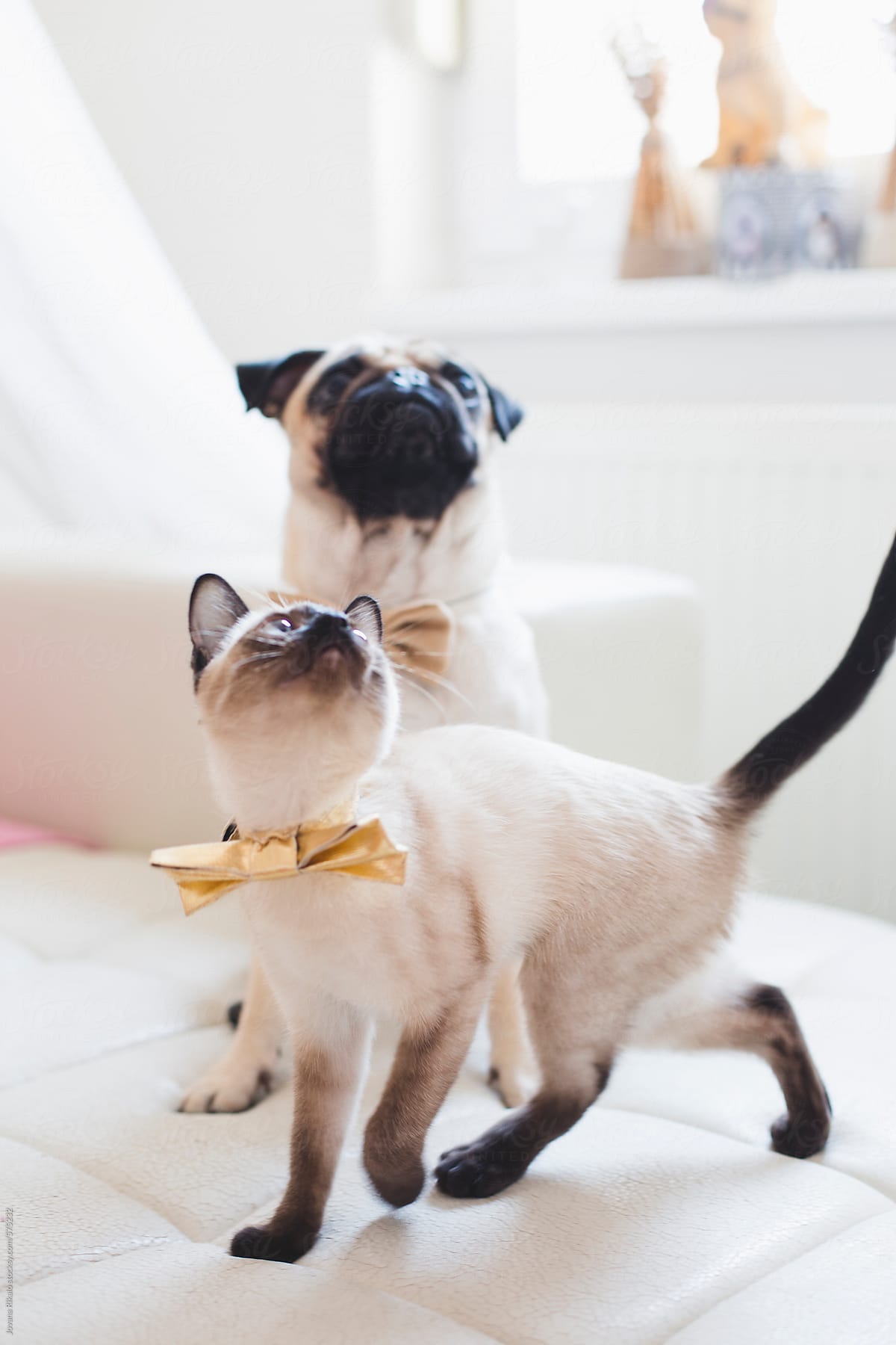 Fashionable cat and dog