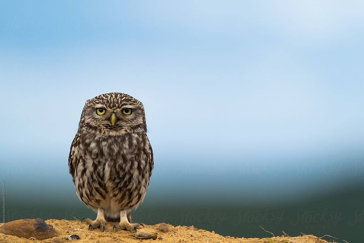 Cute Little Owl Looking At The Camera