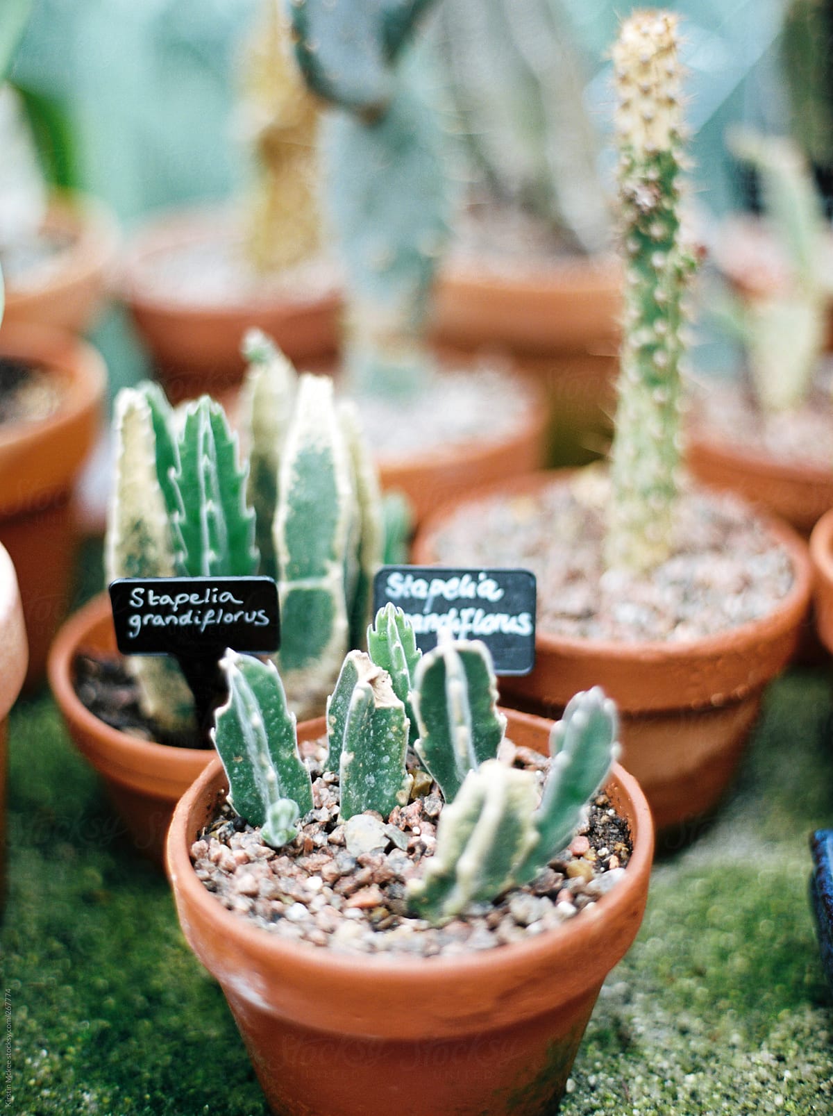A selection of cactus plants