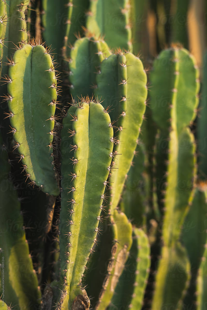 Cactus in dry season