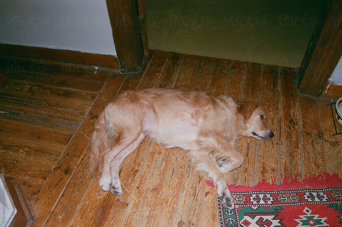 Dog Laying On Floor