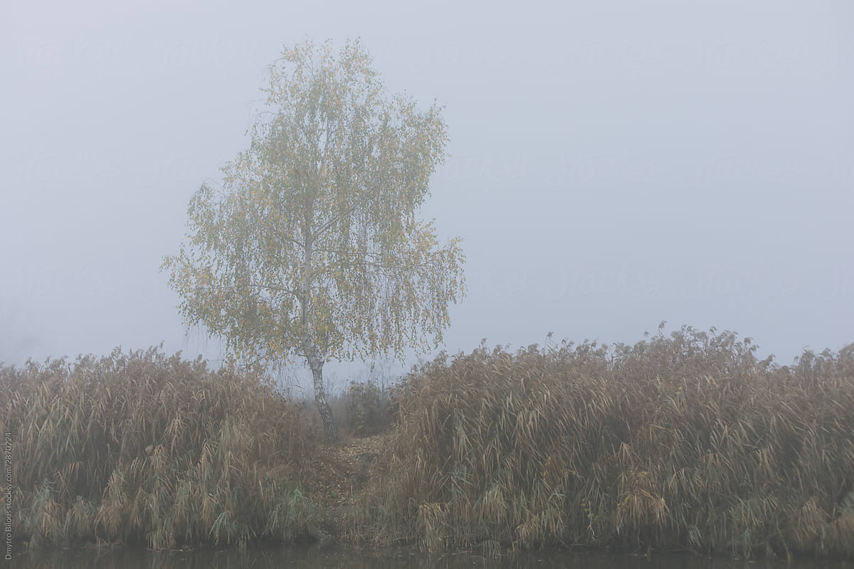Artistic landscape of autumn birch in fog on a lake shore environment of brown yellow reeds.