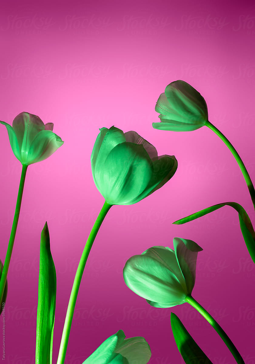 Vivid green colored tulips in neon light against pink background.