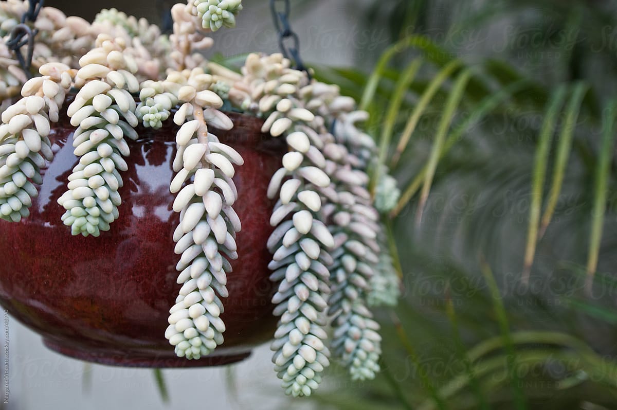 hanging succulent pot